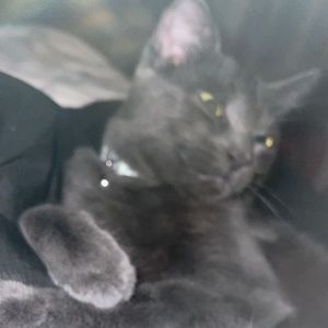 Meet your Posher, Kendall